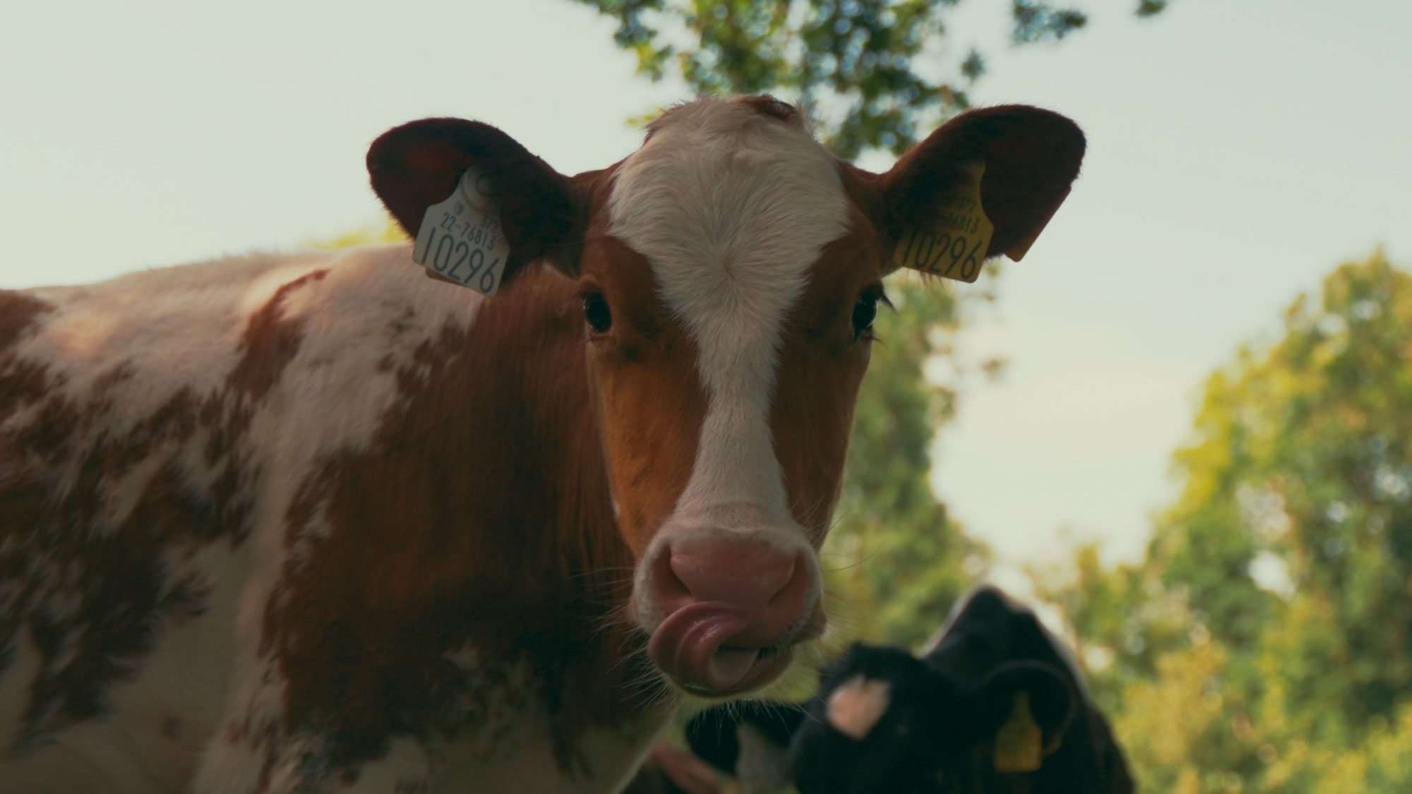 Cashel Palace Land To Table (Irish Farmhouse Cheesemakers Dairy Cow Closeup)