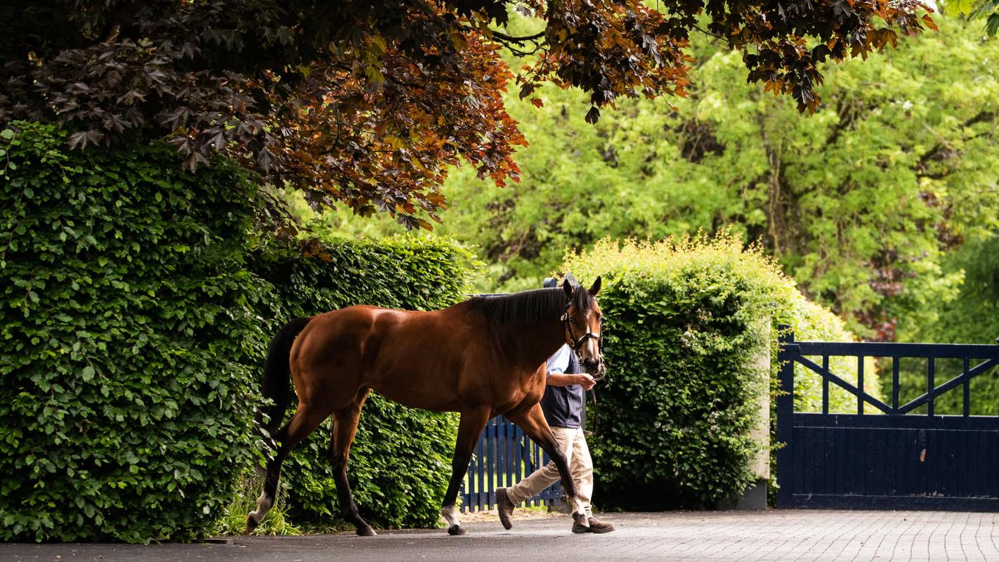 St Marks Basilica Stallion Walk 23 05 23 6647