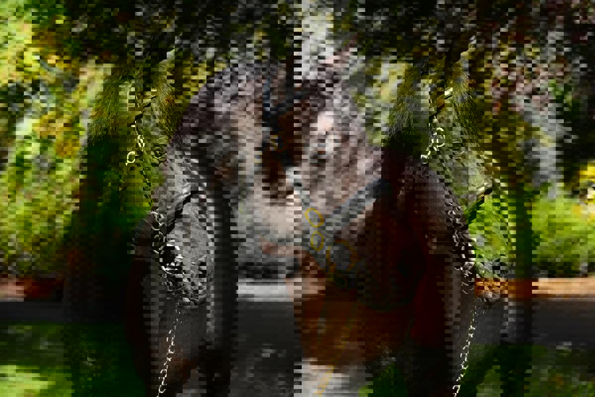 Wootton Bassett 18722