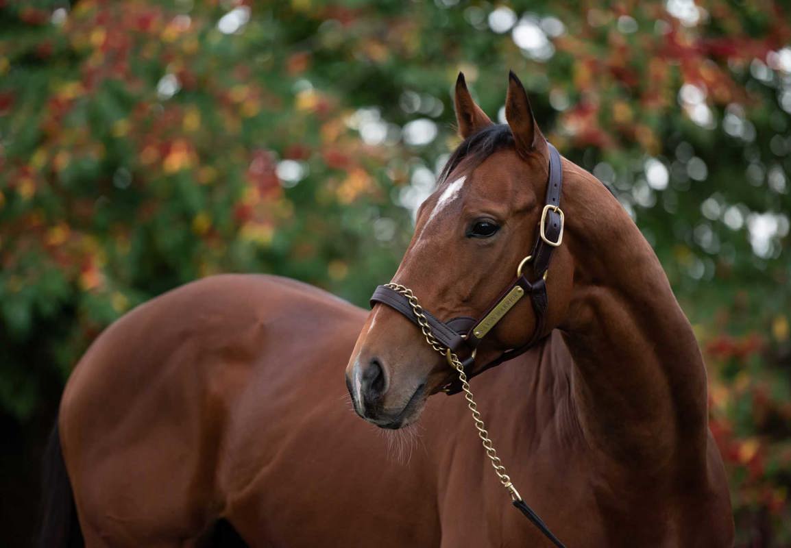 Coolmore Stud