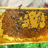 Sfissologoodbroodpattern Opti